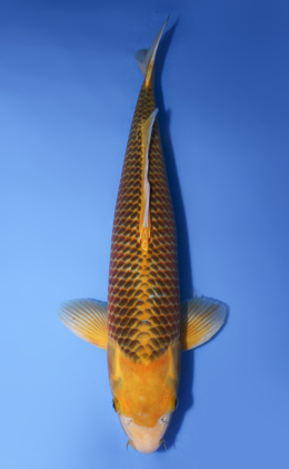 Golden Corn - koi #y0708t006