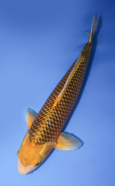Golden Corn - koi #y0708t006 - Side View A
