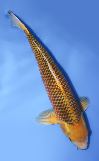 Golden Corn - koi #y0708t006 - Image 3