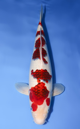 Aigoromo - koi #y0708t009