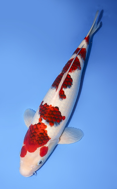 Aigoromo - koi #y0708t009 - Side View A