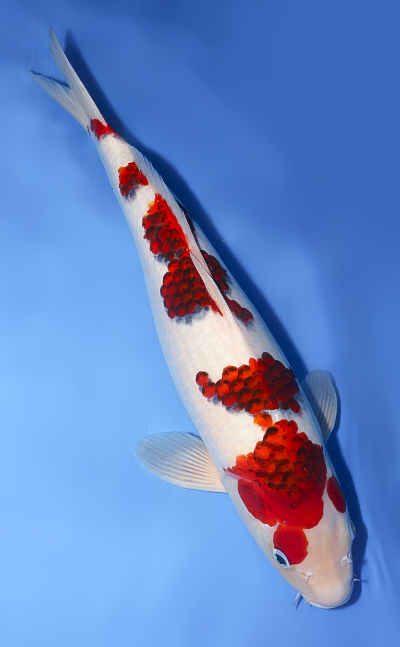 Aigoromo - koi #y0708t009 - Image 3