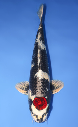 Taro's Collection Archives - Kodama Koi Farm
