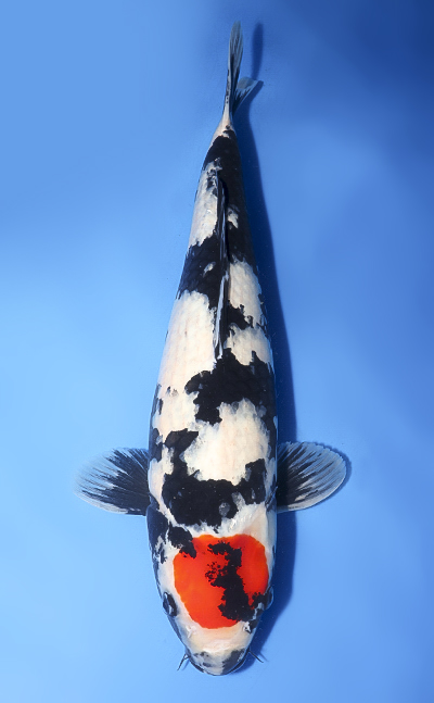cha⭐︎taroさま 専用 Taro's Collection Archives - Kodama Koi Farm
