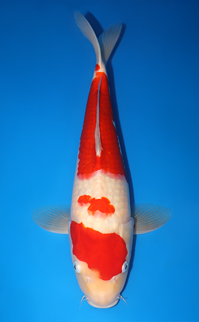 Kohaku - koi #y0713s006 - Marudo Koi Farm