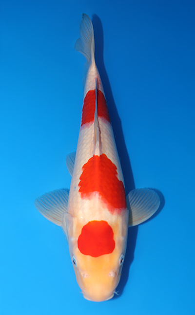 Kohaku - koi #y0713s029 - Marudo Koi Farm