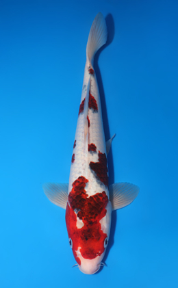 y0714s Archives - Page 5 of 5 - Kodama Koi Farm