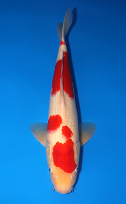 Kohaku - koi #y0714s018