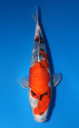 Showa - koi #y0714s027