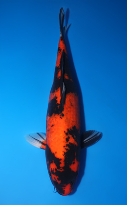 Hi Utsuri - koi #y0714s028