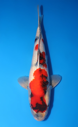 Showa - koi #y0714s032
