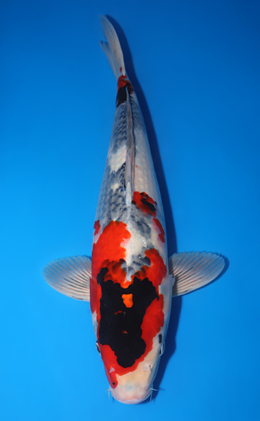 Showa - koi #y0714s044