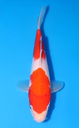 Kohaku - koi #y0724a006
