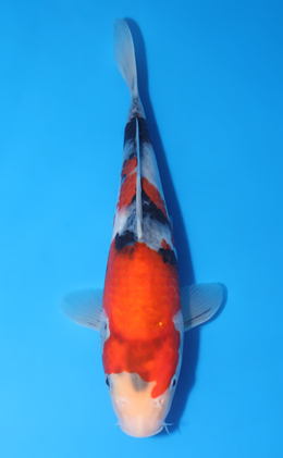 Showa - koi #y0724a008