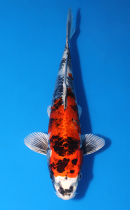 Kin Showa - koi #y0724a011