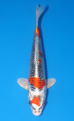 Kujyaku - koi #y0724a018