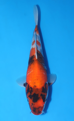 Showa - koi #y0724a020