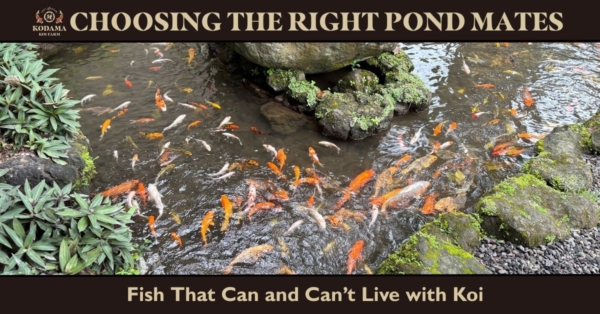 Can These Fish Live with Koi? Your Koi Compatibility Guide