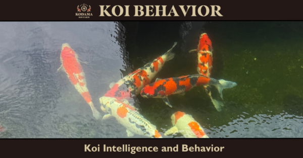 Understanding Koi Behavior: Can Koi Recognize Their Owners, Hear, See Color, Sleep, and More