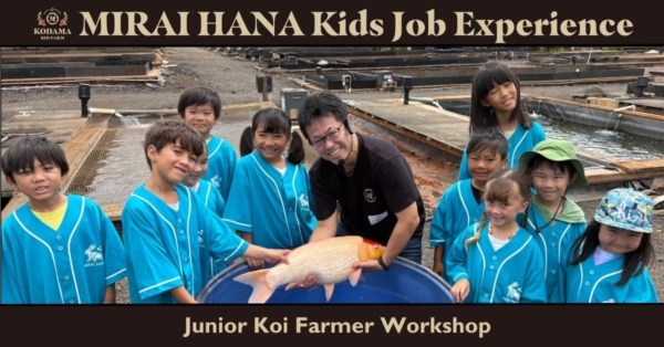 Kodama Koi Farm Welcomes MIRAI HANA Back for Another Junior Koi Farmer Experience