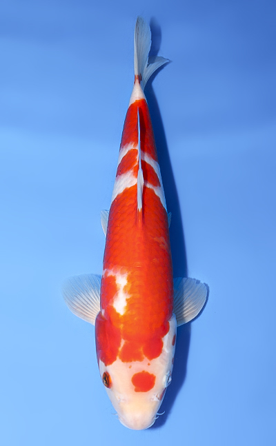 Kohaku - koi #y0728a015 - Dainichi Koi Farm