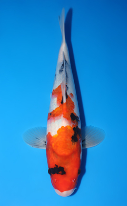 Showa - koi #y0804a007