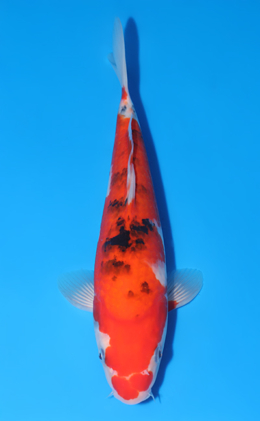 Showa - koi #y0804a013