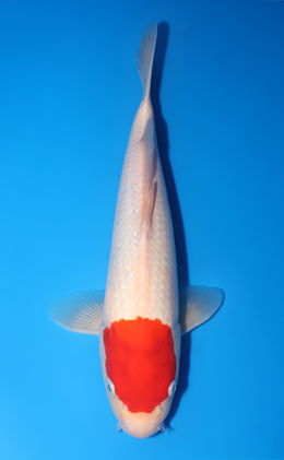 Tancho Kohaku - koi #y0804a022