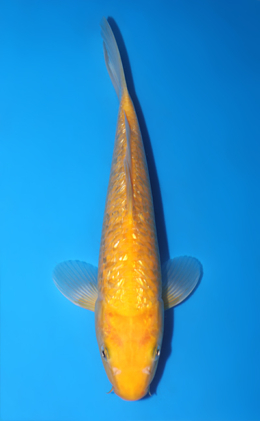 Ginrin Karashi - koi #y0806a003