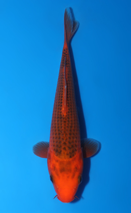 Aka Matsuba - koi #y0806a024