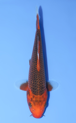 Aka Matsuba - koi #y0808a002