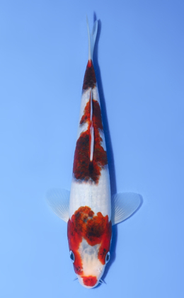 Aigoromo - koi #y0808a011