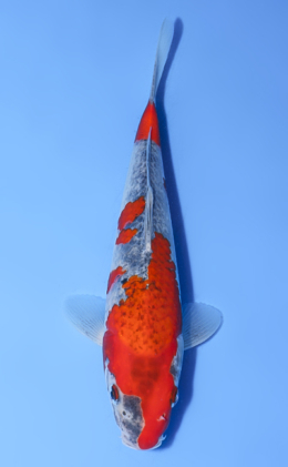 Goshiki - koi #y0808a016