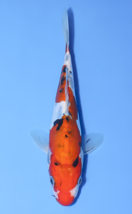 Doitsu Sanke - koi #y0808a018