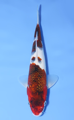 Budogoromo - koi #y0808a019