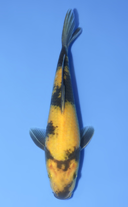 Ki Utsuri - koi #y0808a030