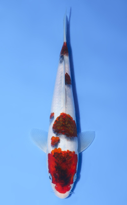 Aigoromo - koi #y0808a031