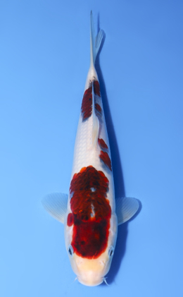 Aigoromo - koi #y0808a033