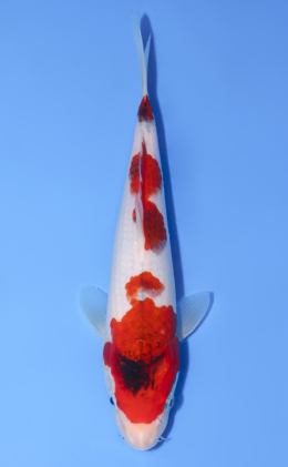 Aigoromo - koi #y0808a035