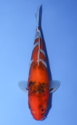 Showa - koi #y0810a016